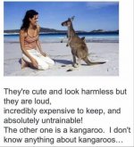 Kangaroos.jpg