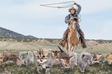 herding cats.png