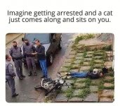 cat arrest fb.jpg