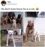 Pit cat  FB.jpg