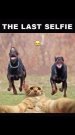 last cat selfie FB.jpg
