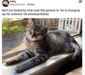 follow-dont-be-fooled-by-cute-this-picture-is-he-is-charging-up-his-violence-via-photosynthesis.jpg
