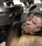 Monkey Mechanic 3.JPG