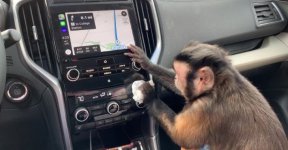 Monkey Detailer 1.JPG