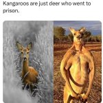 Animals-Hilarious-Instagram-Memes-16.jpg