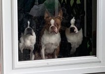 IMG_3284.jpeg