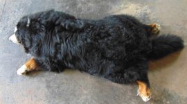 DSC02440 (Medium).JPG