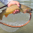 Oncorhynchus
